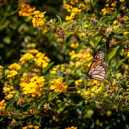 Monte Santo Estevao 西尔韦斯