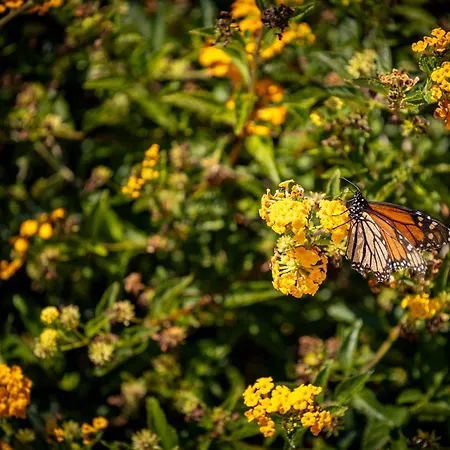 Monte Santo Estevao 别墅 *