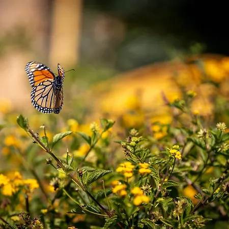 Monte Santo Estevao 别墅 西尔韦斯